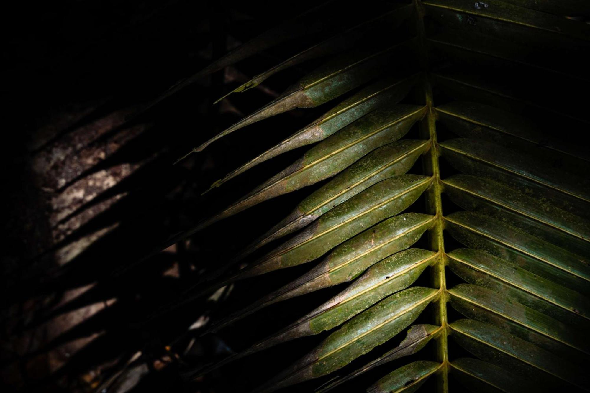 Mango House Seychelles, Lxr Hotels & Resorts Baie Lazare  エクステリア 写真